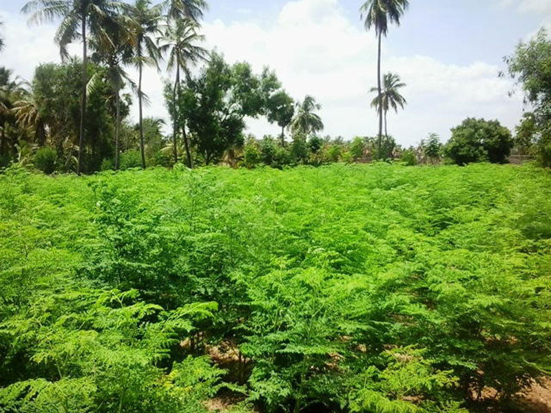 Moringa Farm Scene