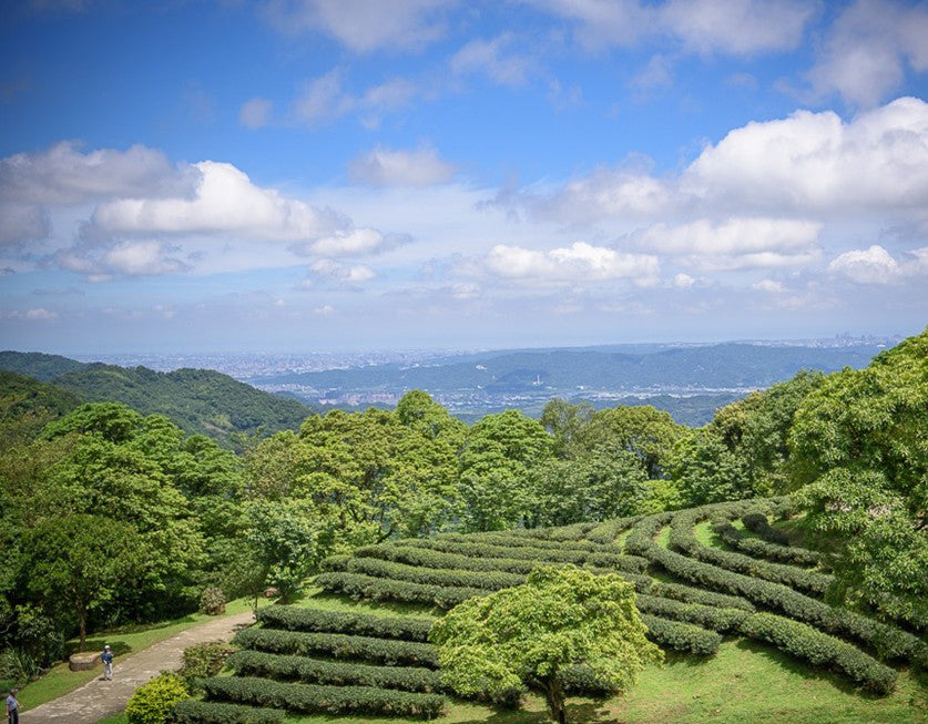 Pi Lo Chun Tea Garden China